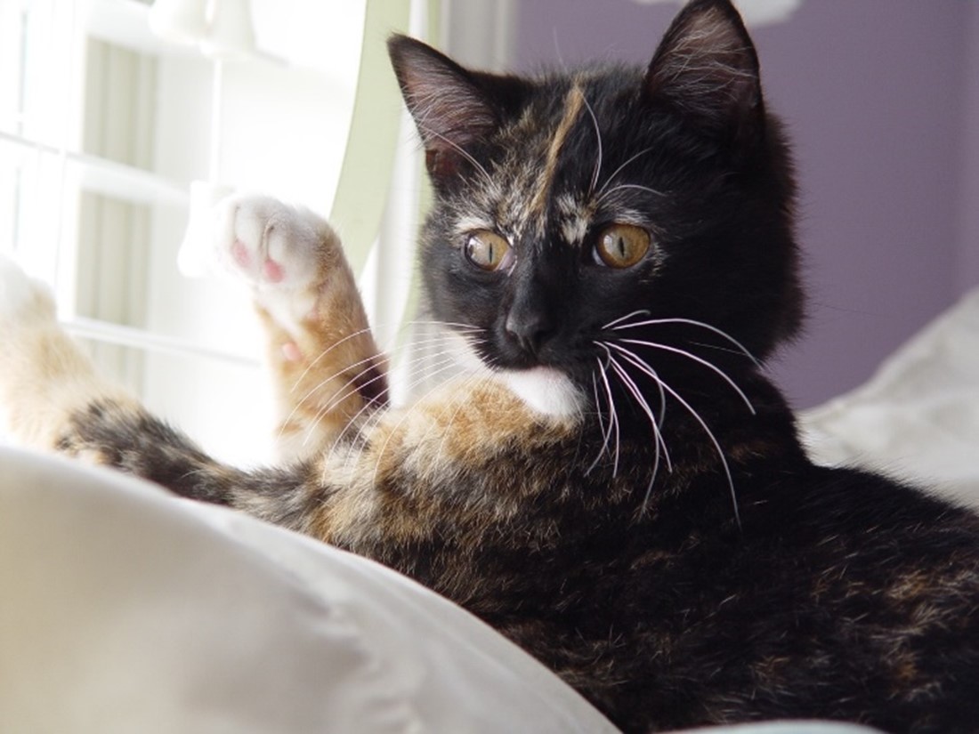 cat playing with paws