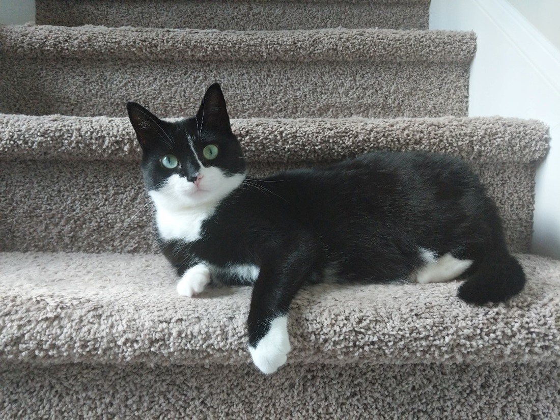 cat on stairs