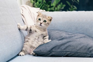cat with paw on couch