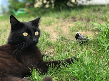 cat & bird