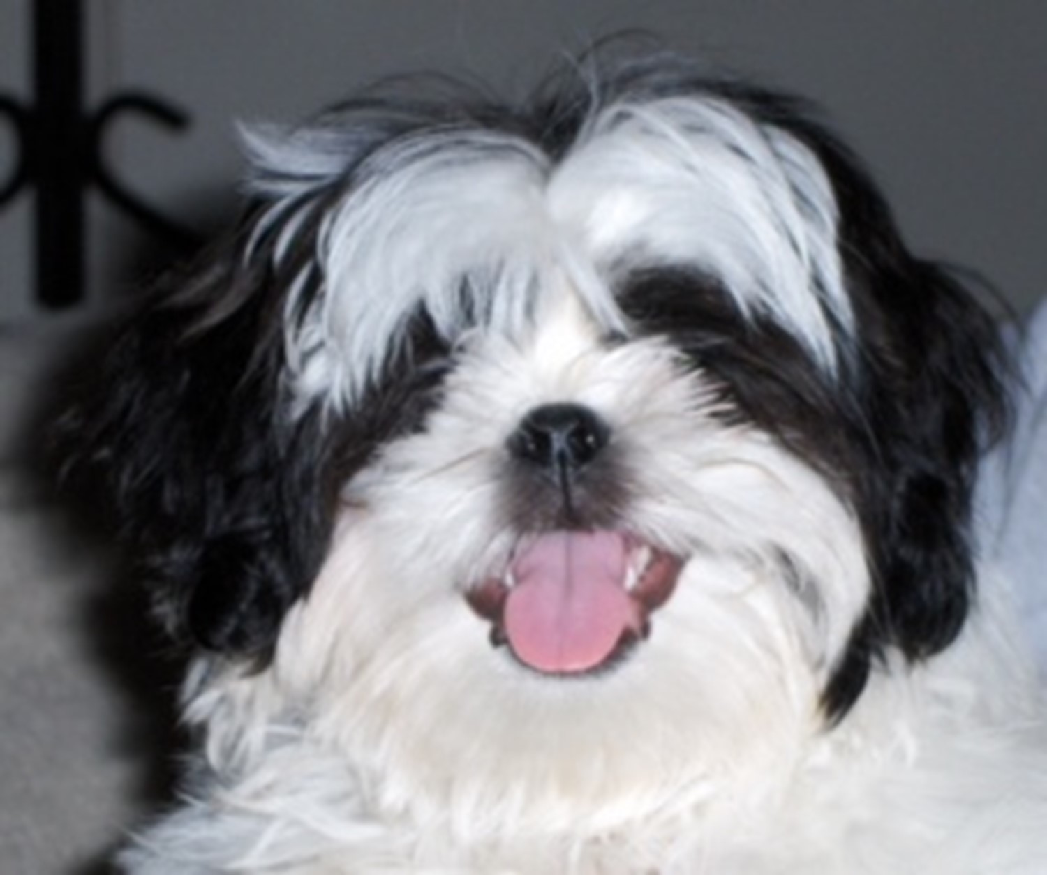 dog with tongue out