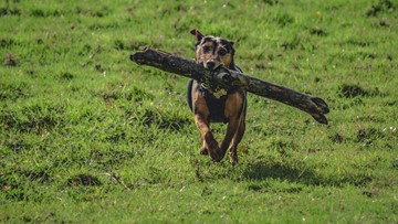 dog with tree bark in mouth