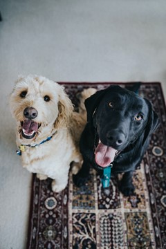 two dogs with their tongue out